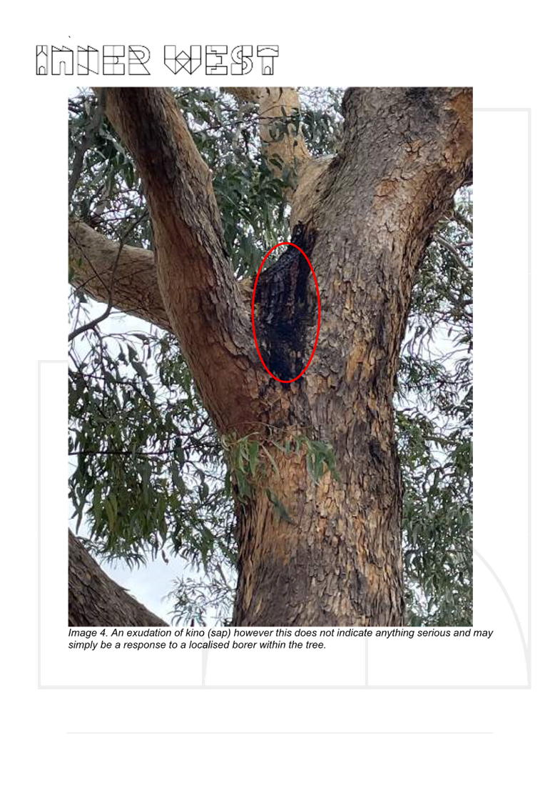 A tree with a red circle in it

AI-generated content may be incorrect.