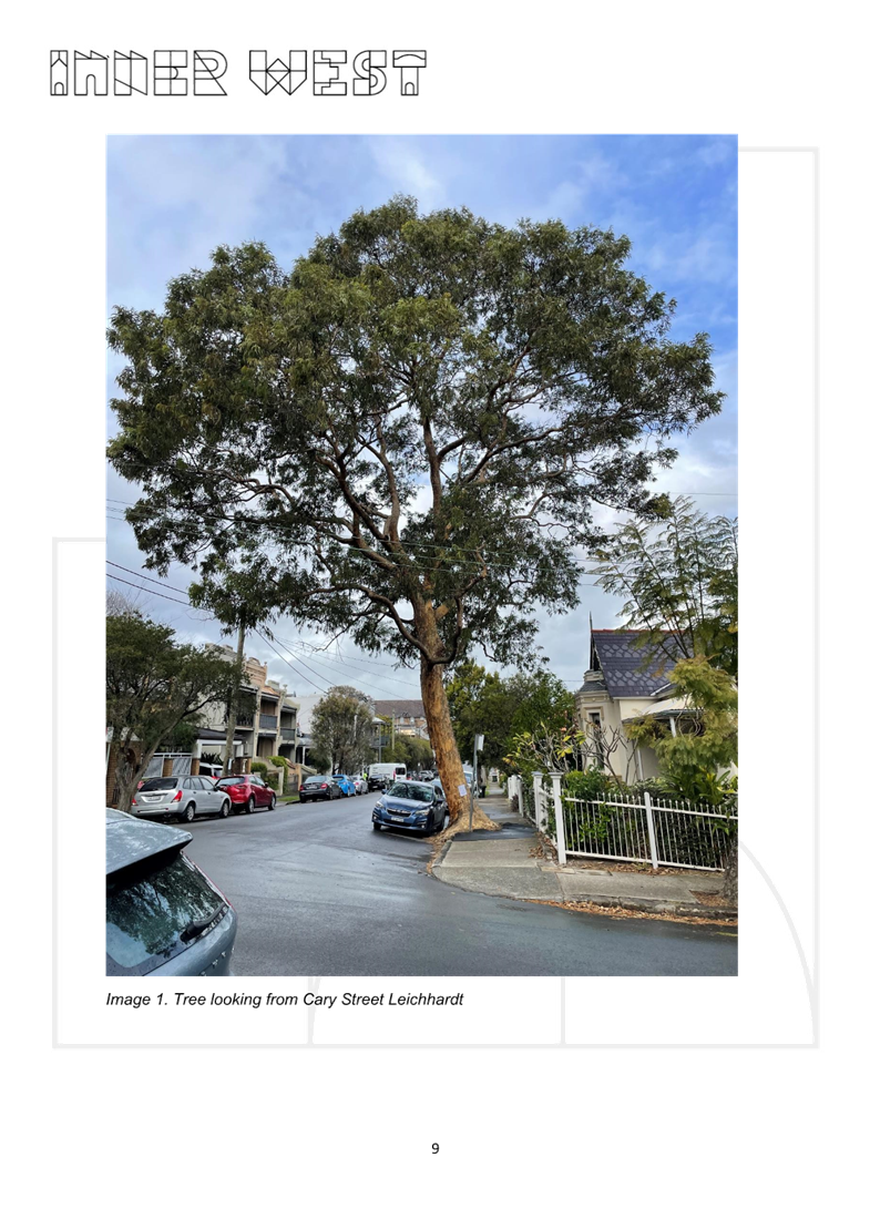 A tree on the side of a road

AI-generated content may be incorrect.
