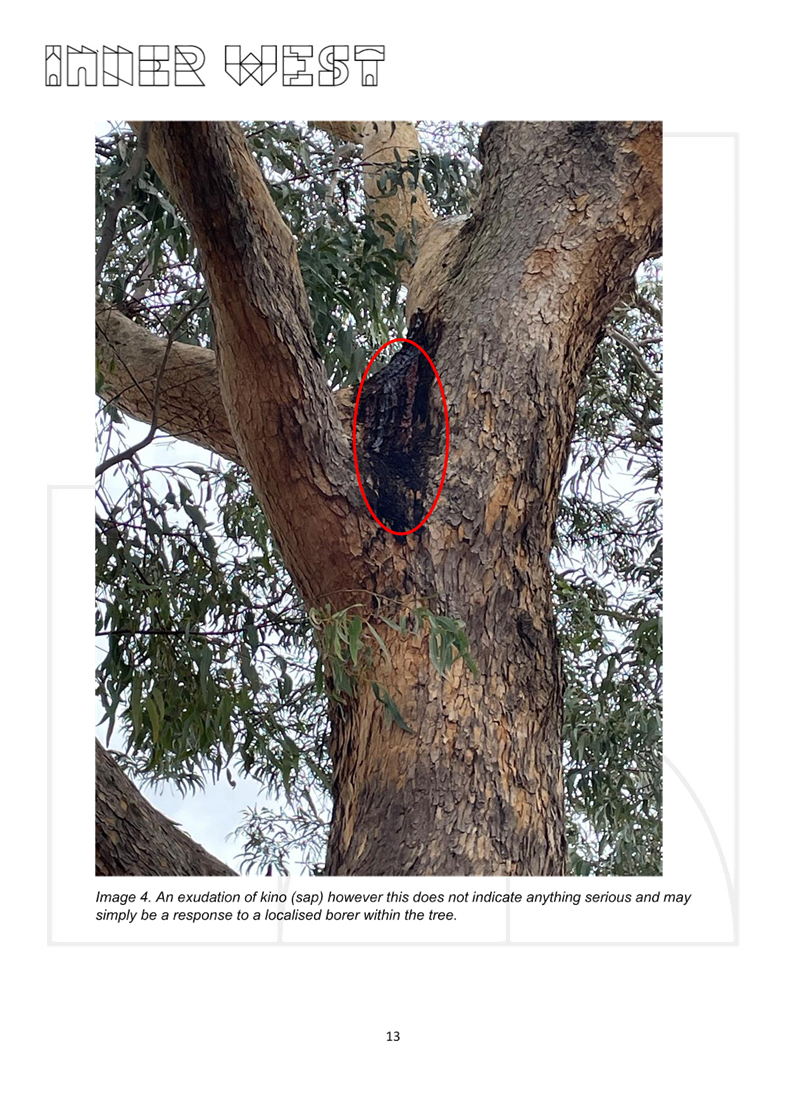 A tree with a red circle in it

AI-generated content may be incorrect.