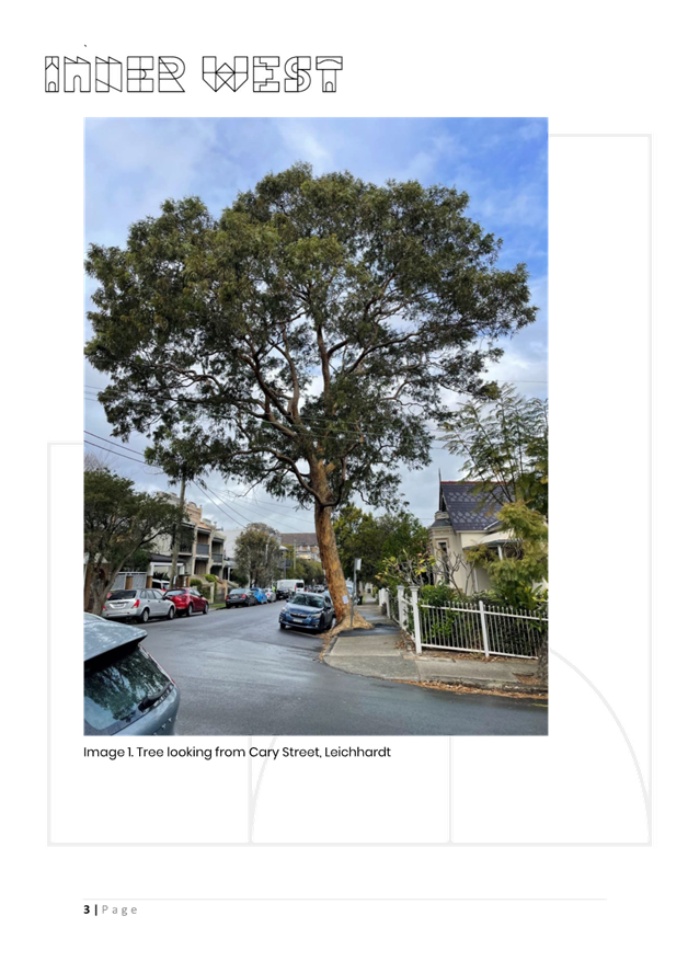A tree on the street

AI-generated content may be incorrect.