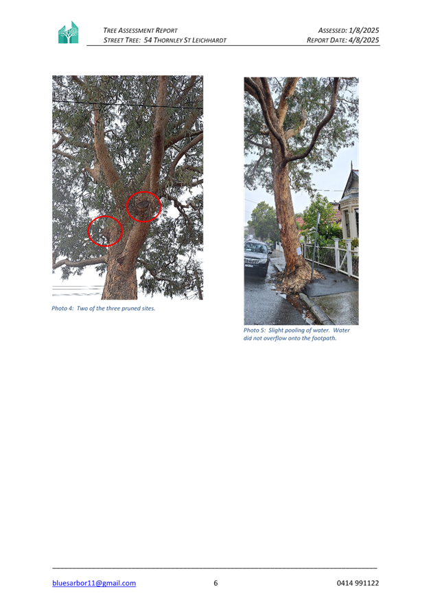 A tree with a broken trunk

AI-generated content may be incorrect.