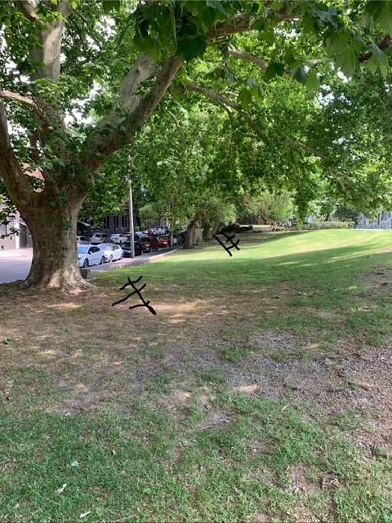 A tree with grass and cars in the background

AI-generated content may be incorrect.